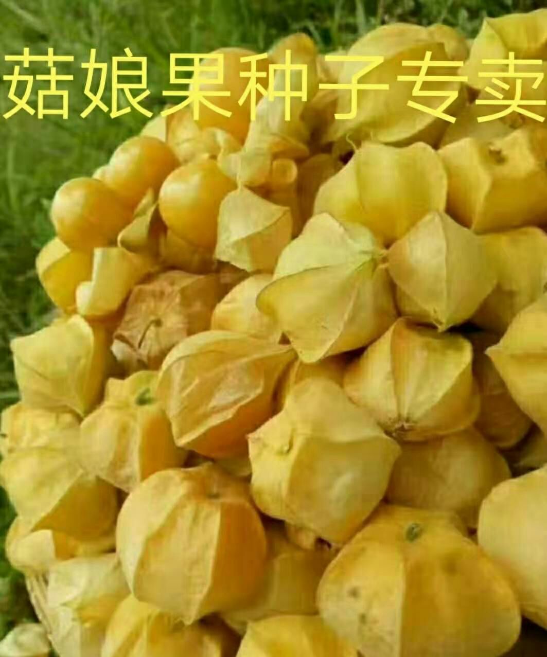 海伦市姑娘果种子 