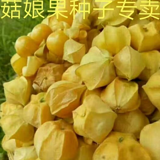 海伦市姑娘果种子 