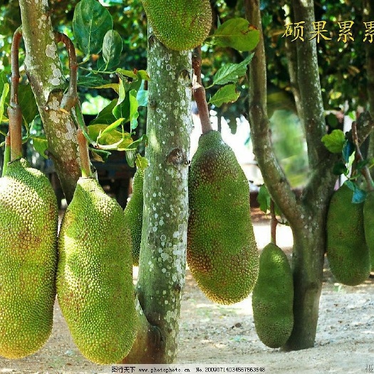 琼海海南菠萝蜜 15斤以上 