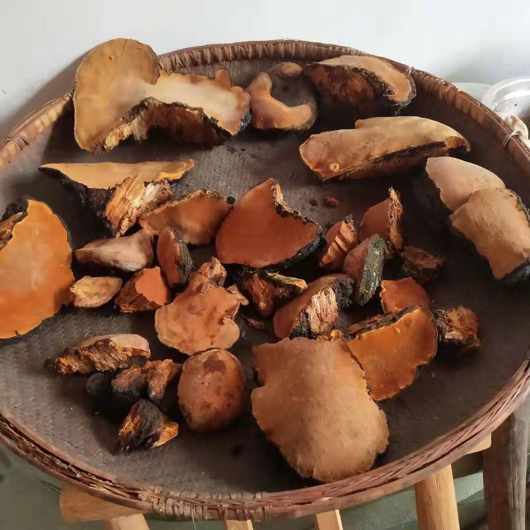 桑黄 纯桑树