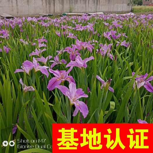 杭州水生鸢尾 德国鸢尾 常绿鸢尾 大量供应，基地认证