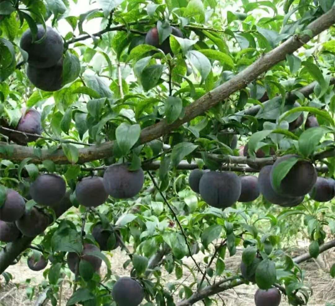 大红袍李子苗 黑布林李子苗  吉胜李子 吉红李子 抗寒李子苗