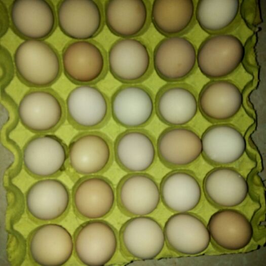 商城县土鸡蛋 食用 简包装 