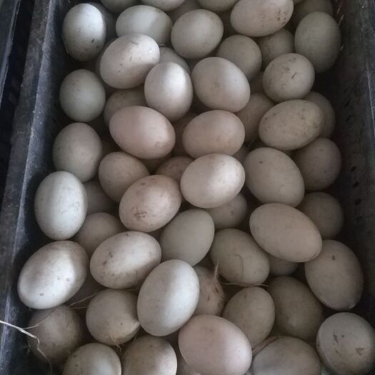 魏县麻鸭蛋 食用 散装