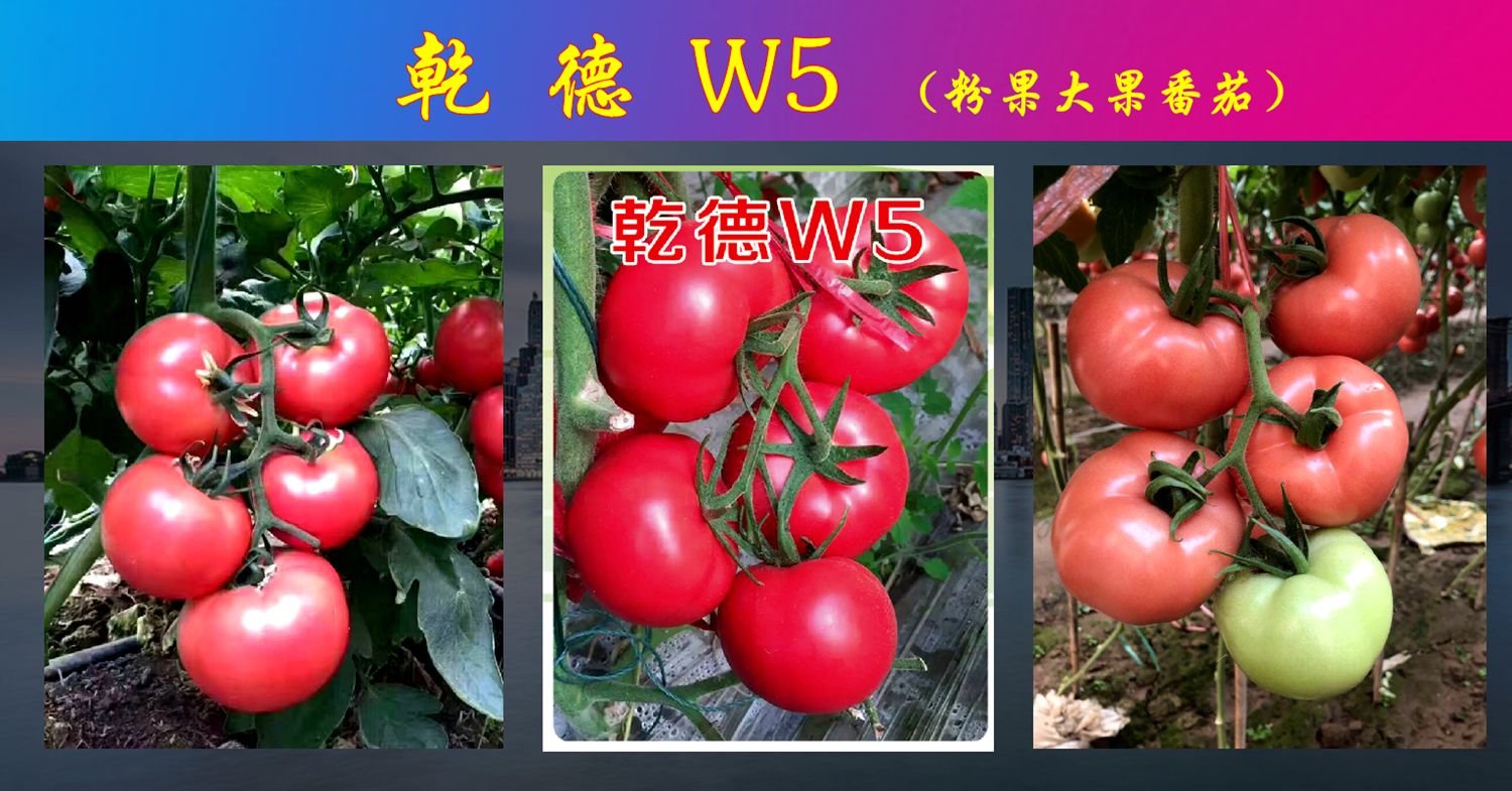 乾德W5 ≥96% 杂交种 ≥85% 