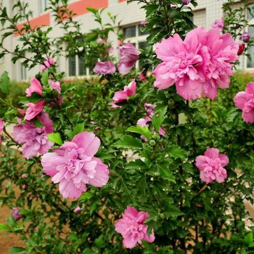 平邑县花叶木槿 