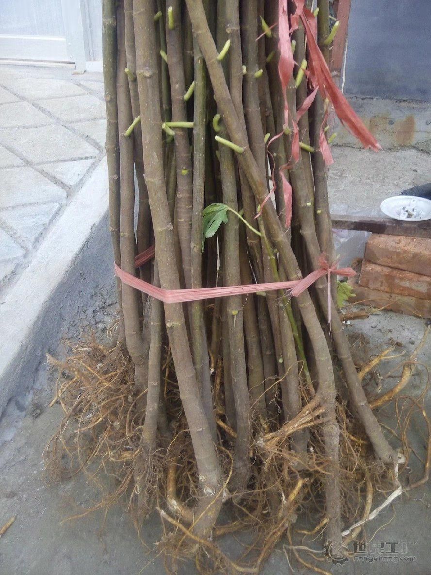 波姬红无花果苗 