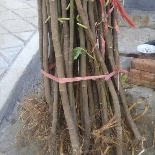 樟树市波姬红无花果苗 