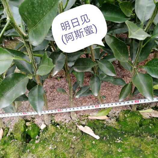 明日見柑橘苗 嫁接苗 0.5~1米 