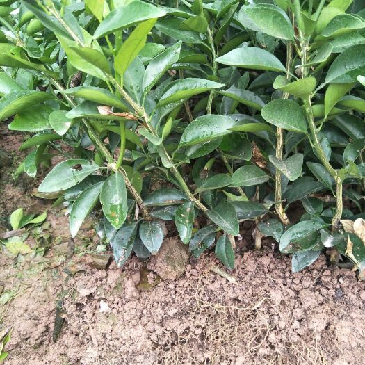 富川县091无核沃柑苗 嫁接苗 0.35~0.5米 