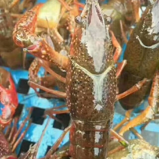 罗山县青虾苗 