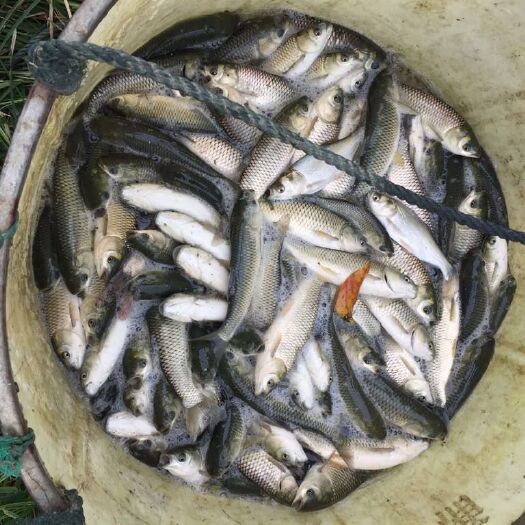 福泉市草鱼苗 