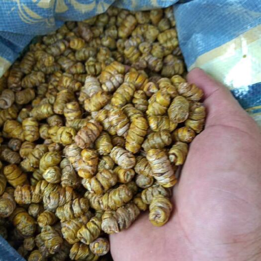 澜沧县铁皮石斛 