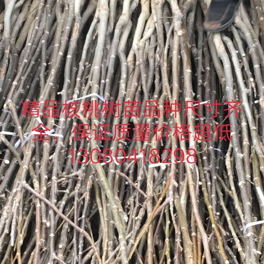 赞皇县薄皮核桃苗 
