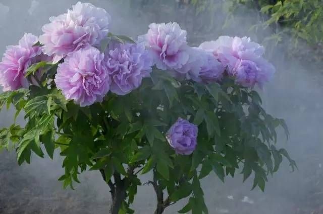 菏泽 品种牡丹，观赏牡丹，颜色鲜艳，富丽堂皇