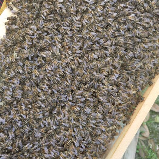 成都 蜜蜂 阿坝中蜂 土蜂 活体蜜蜂