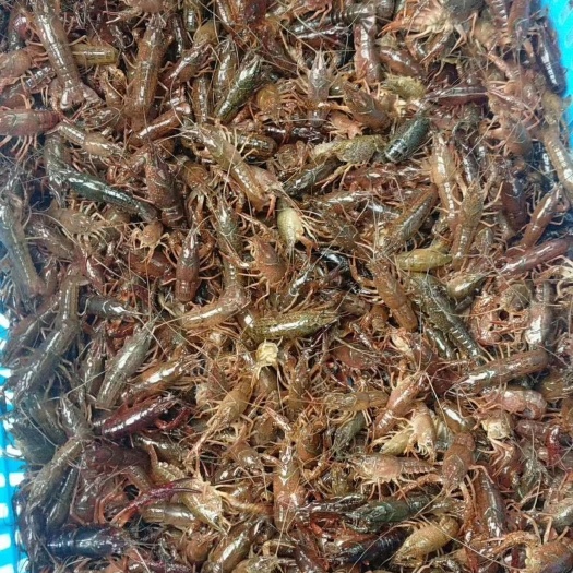 全椒县 虾苗