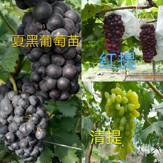 灵山县黑宝葡萄苗 
