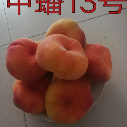 平邑县中蟠13号桃苗 1~1.5米 