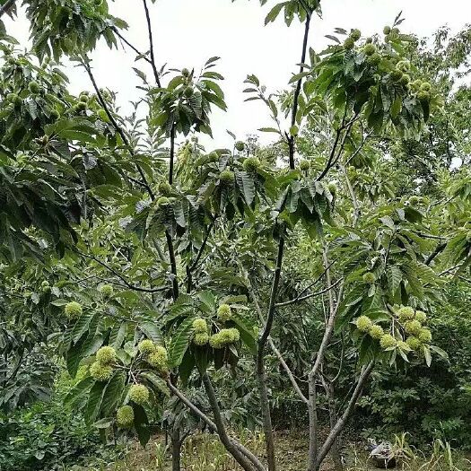 泰安华光板栗树苗 嫁接苗 1~1.5米 