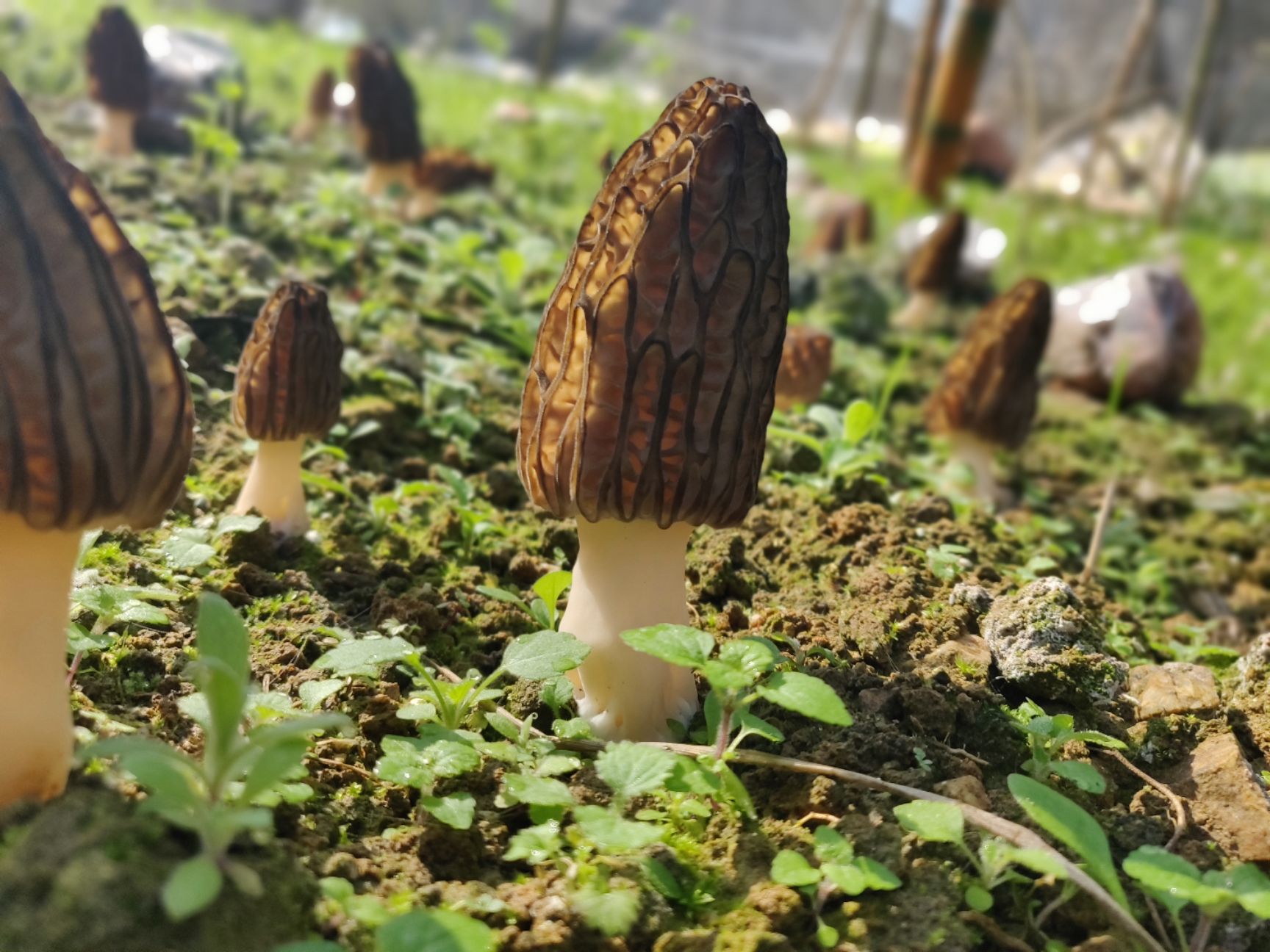 羊肚菌 鲜货 6cm~8cm 尖顶 灰黑色 人工种植 