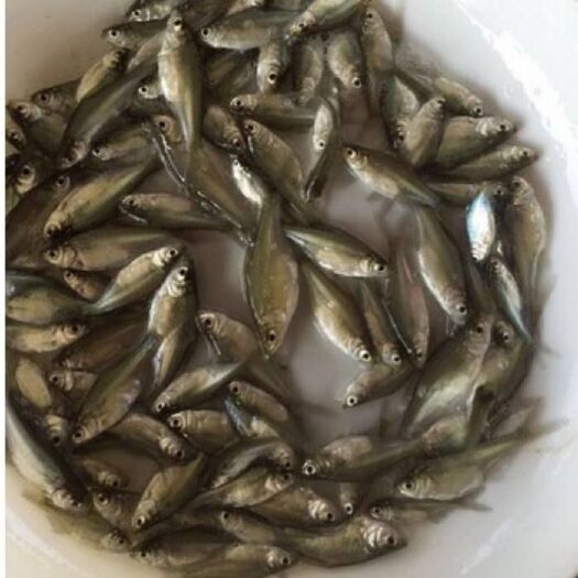 开平市武昌鱼苗 /三角鳊鱼