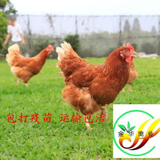 贵阳 专业下蛋鸡苗