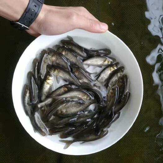 四会市大头鱼鱼苗 