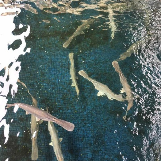 佛山鸭嘴鱼苗