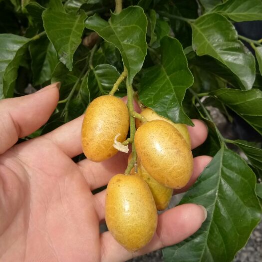 灵山县甜黄皮 