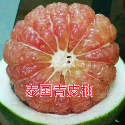 灵山县泰国青柚苗