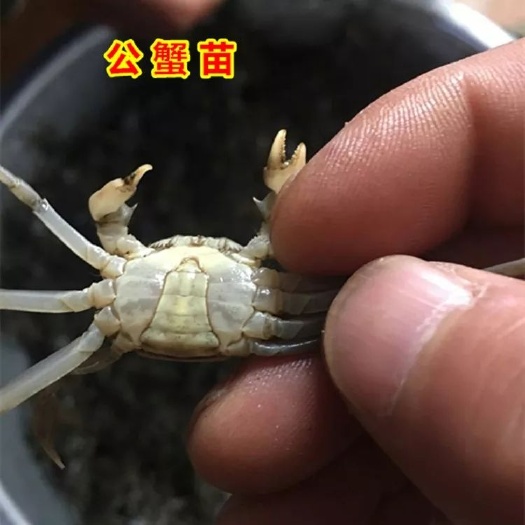宣城大闸蟹苗 