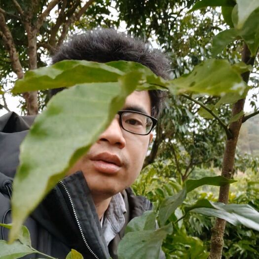 灵山县鸡心黄皮苗