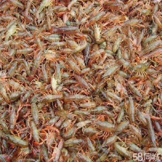 濮阳小龙虾苗 