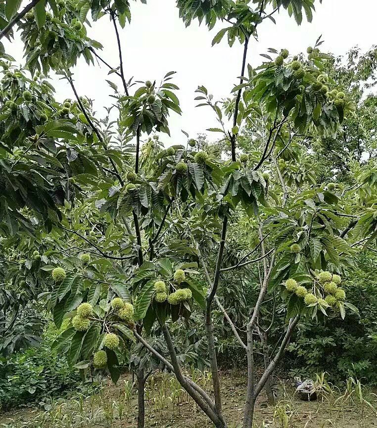 大红袍板栗苗 嫁接苗 1~1.5米 