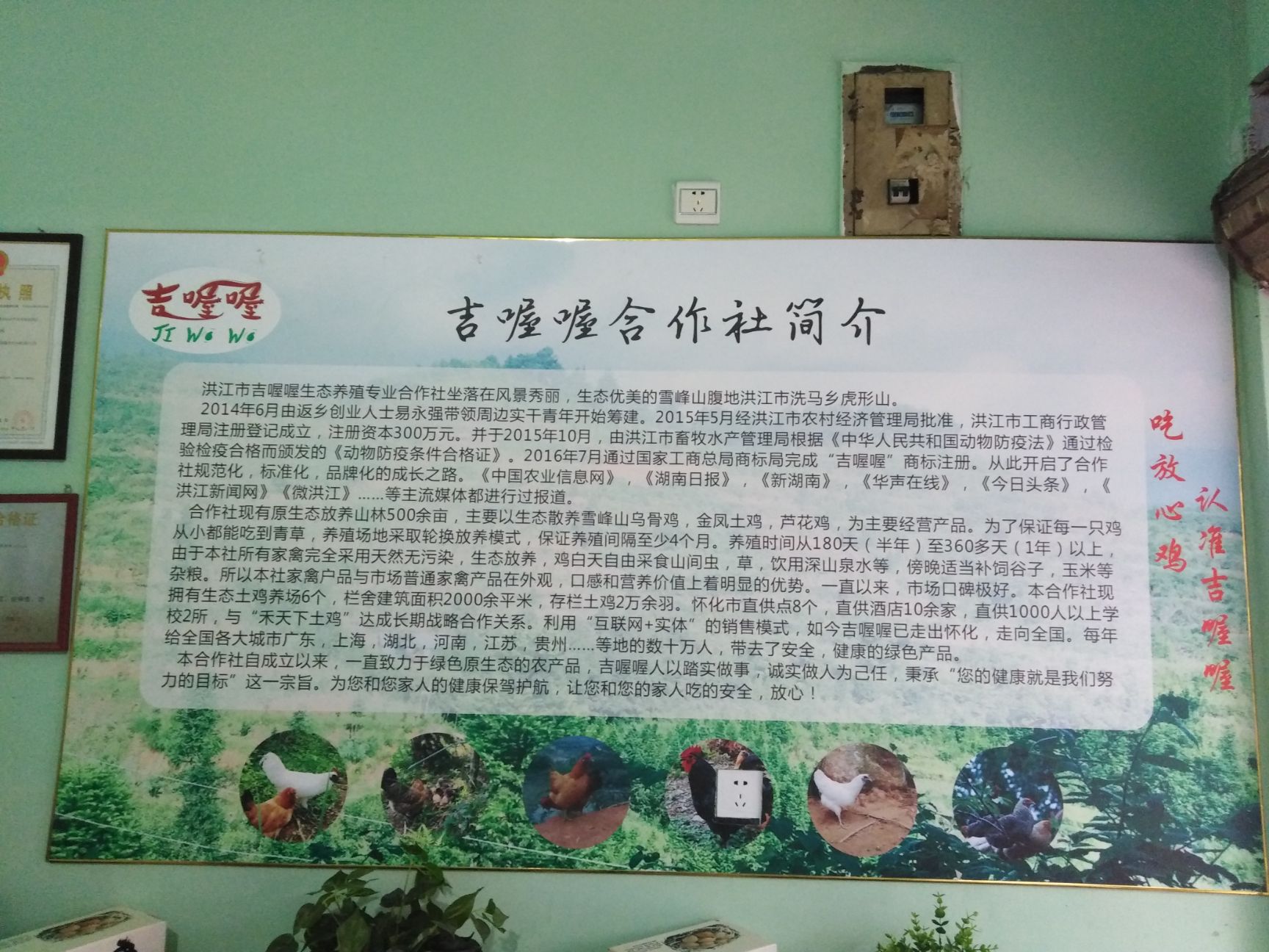 金凤乌骨鸡 3-4斤