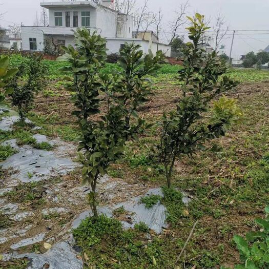 益阳红心柚苗