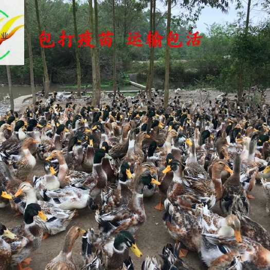 贵阳杂交鸭苗
