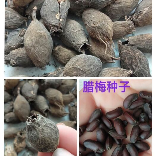 嘉祥县素心腊梅 产新，有现货，需要的老板可以联系