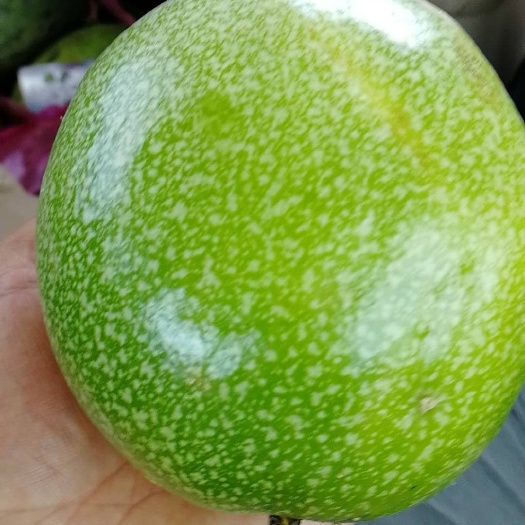 百香果苗！  钦蜜9号百香果嫁接苗！台农2号嫁接苗