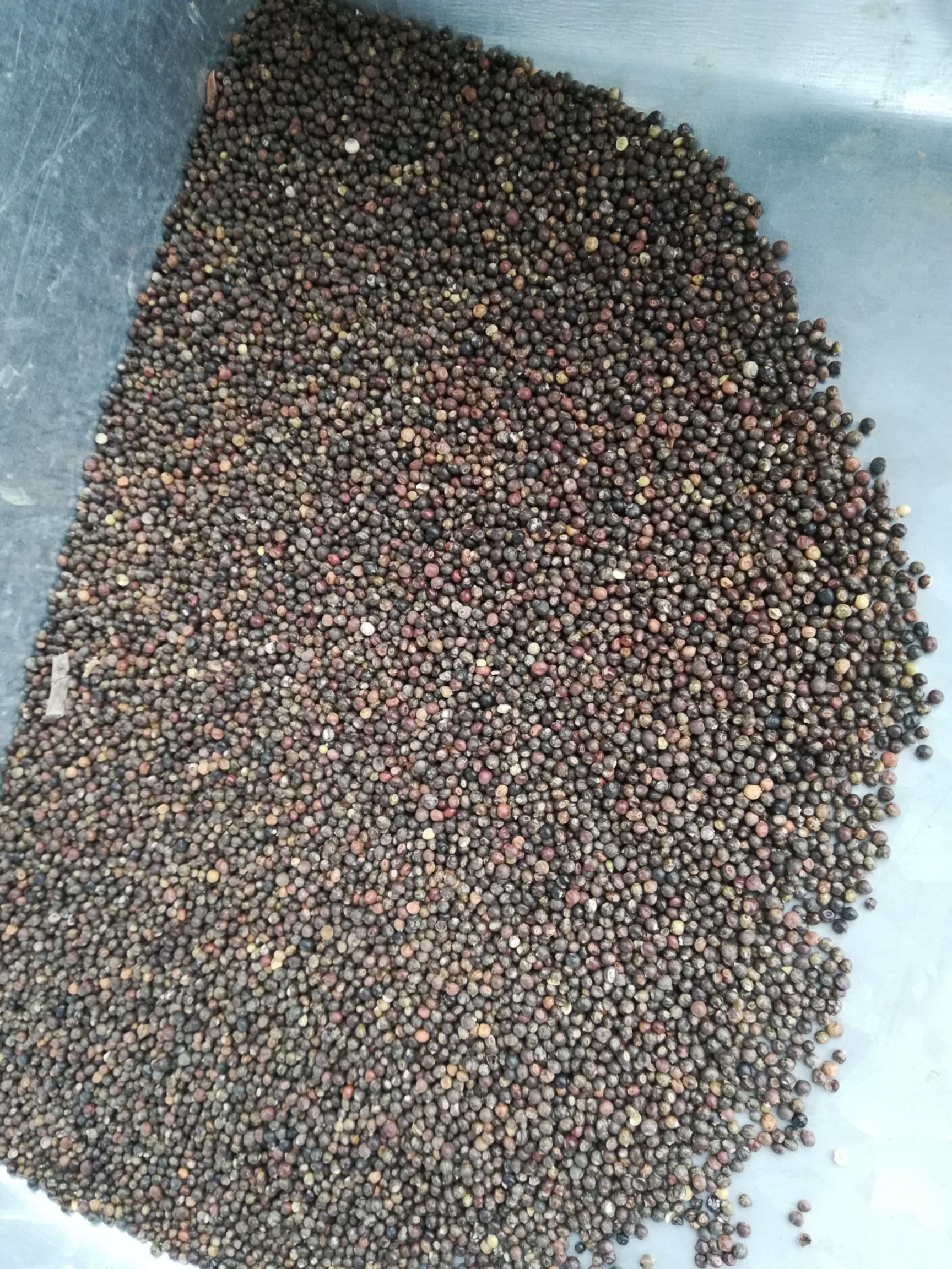 桂林千斤拔种子  小叶红皮千斤拔子   饱满发芽率高提供种植技术