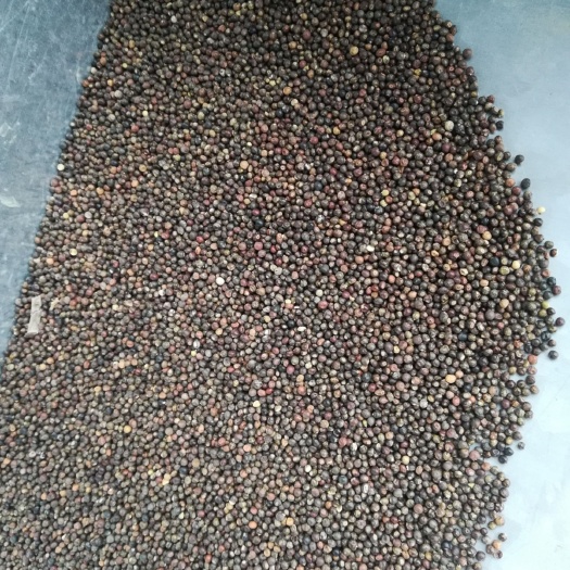 桂林千斤拔种子  小叶红皮千斤拔子   饱满发芽率高提供种植技术