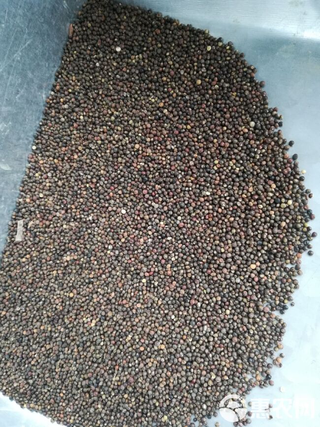 千斤拔种子  小叶红皮千斤拔子   饱满发芽率高提供种植技术