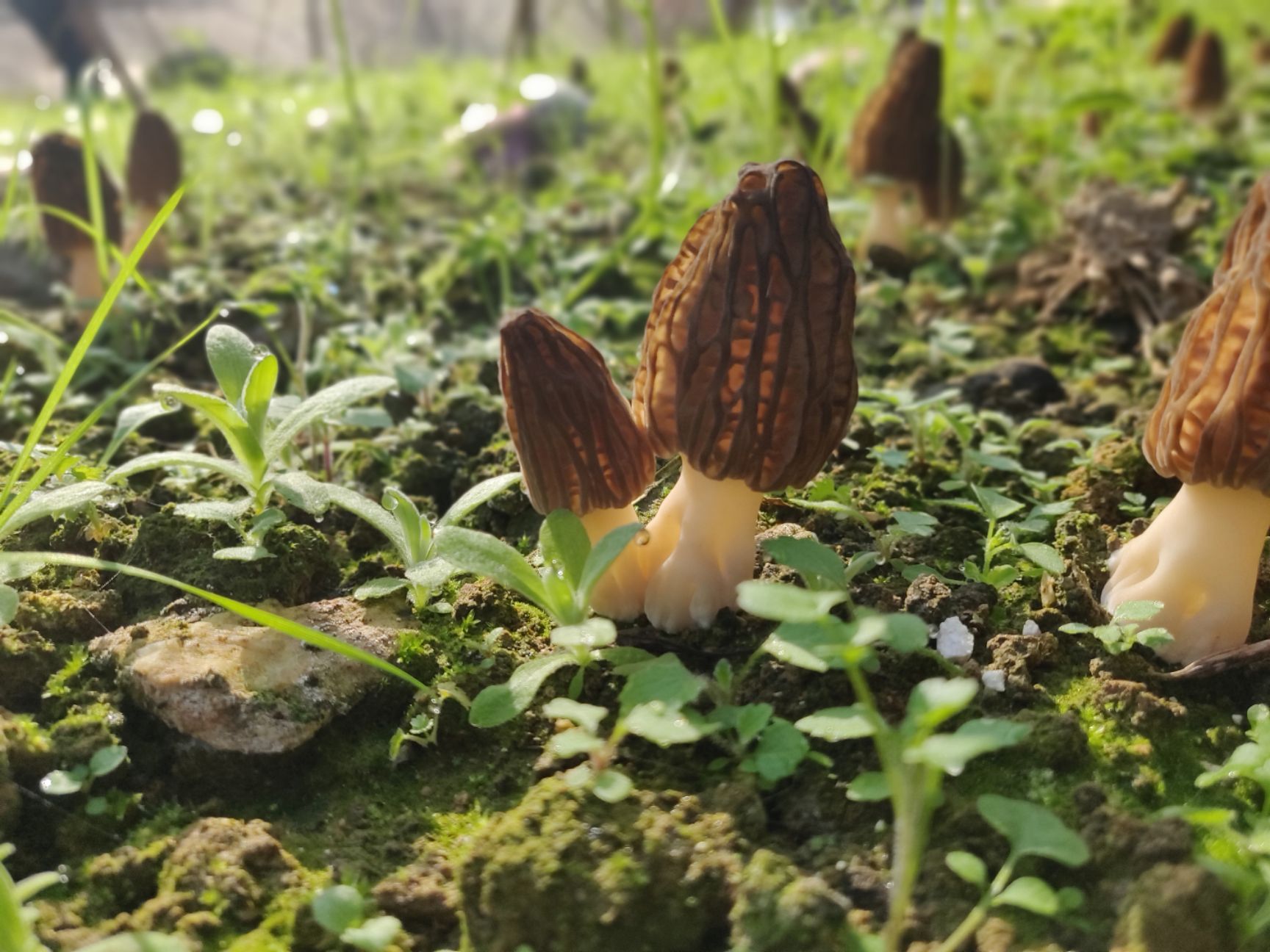 羊肚菌 鲜货 6cm~8cm 尖顶 灰黑色 人工种植 