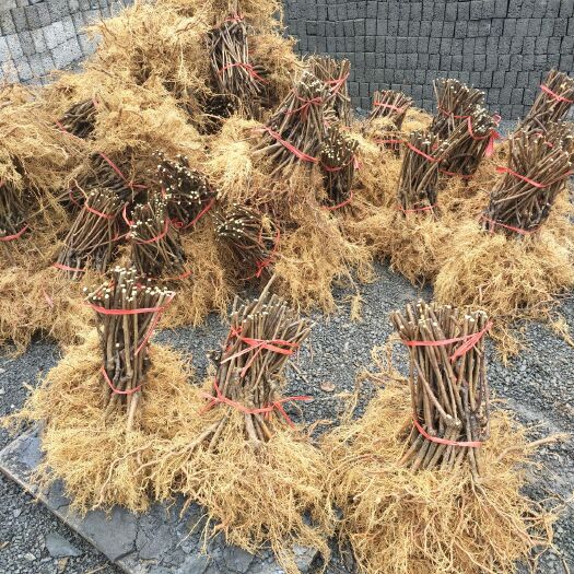 凤凰县水杨桃砧木嫁接苗 水杨桃粘木扦插苗