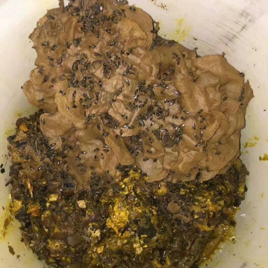 儋州市海南蜜蜂  土蜂，排蜂蚊子蜂