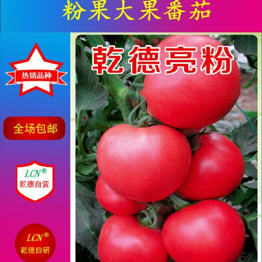 寿光市乾德亮粉西红柿种子  乾德亮粉农业部登记品种、粉果大果番茄种