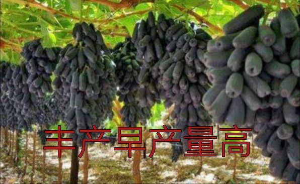 平邑县蓝宝石葡萄苗 