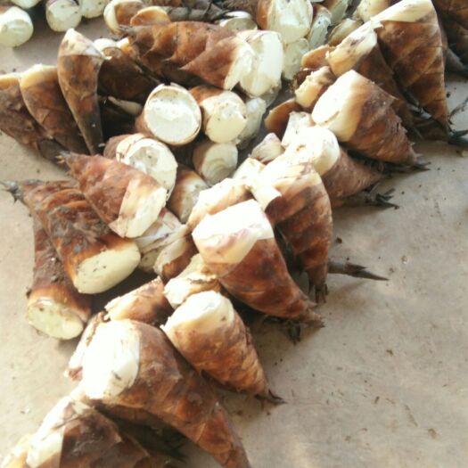 思茅甜竹笋 鲜笋 