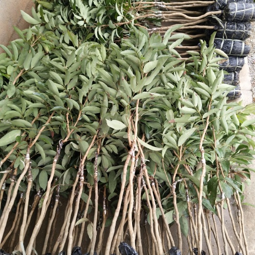 灵山县桂味荔枝苗 